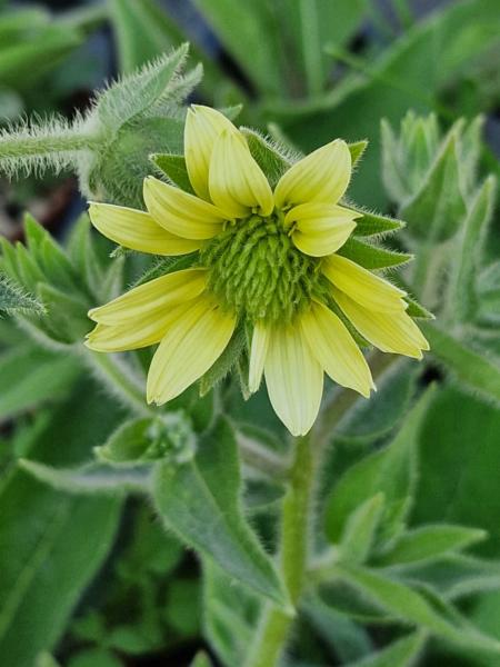 silphium mohrii