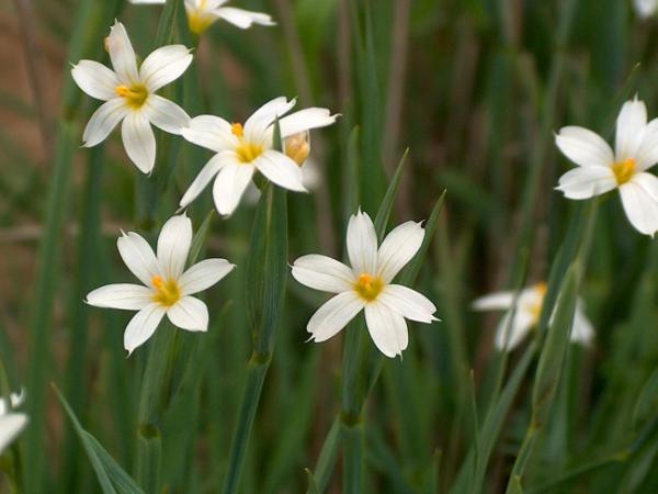 sisyrinchium angustifolium album