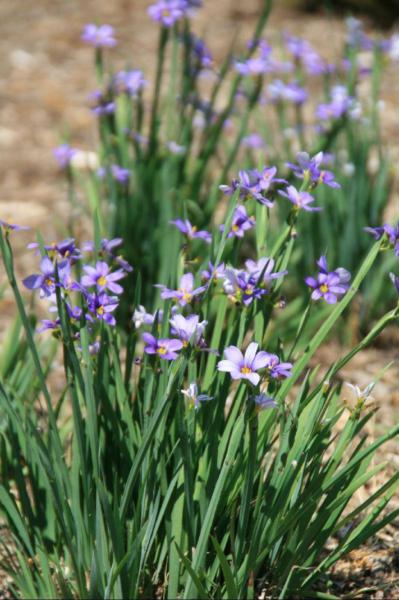 sisyrinchium angustifolium