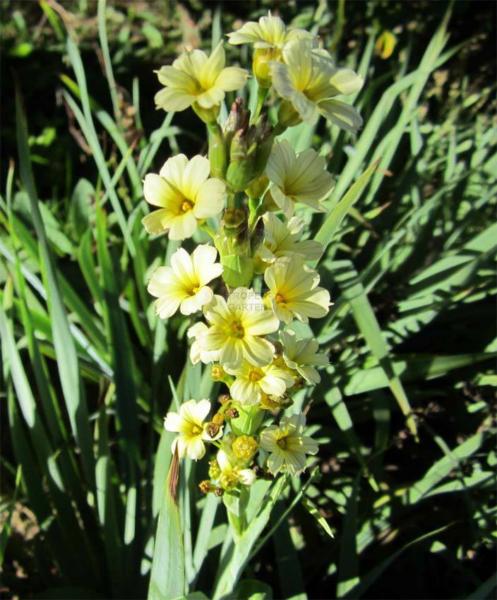 sisyrinchium striatum