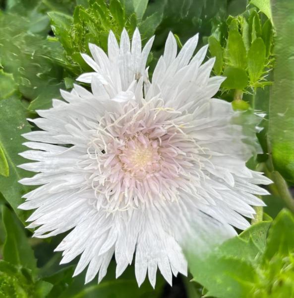 stokesia laevis alba