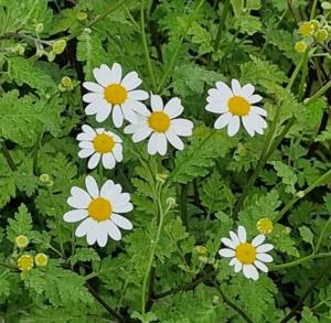tanacetum parthenifolium
