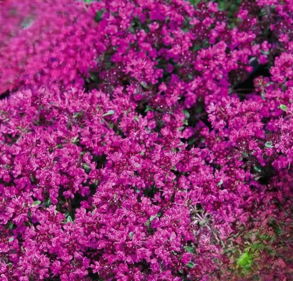 thymus praecox red carpet