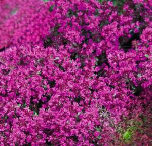thymus praecox red carpet