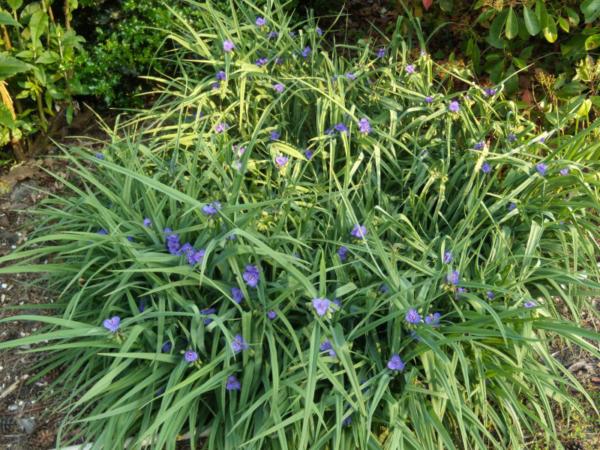 tradescantia andersoniana