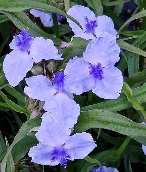 tradescantia andersoniana ponpon