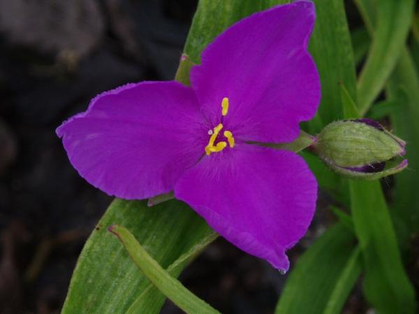 tradescantia andersoniana rubra