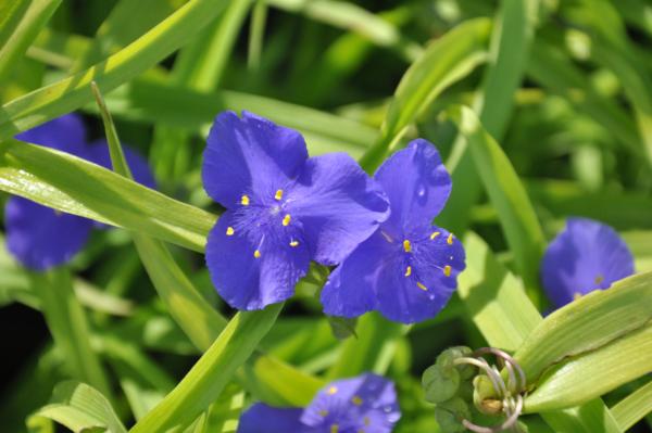 tradescantia blue and gold