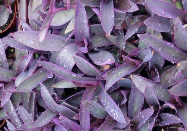 tradescantia pallida purpurea