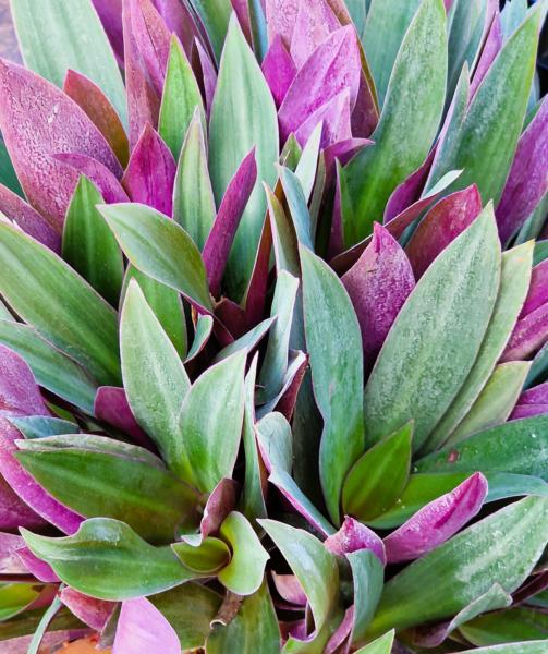 tradescantia spathacea