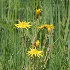 tragopogon pratensis