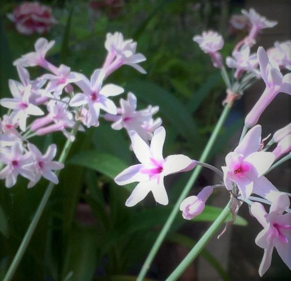 tulbaghia purple eye