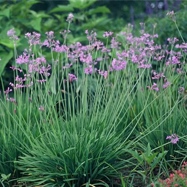 tulbaghia violacea