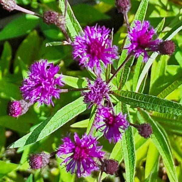 vernonia crinita