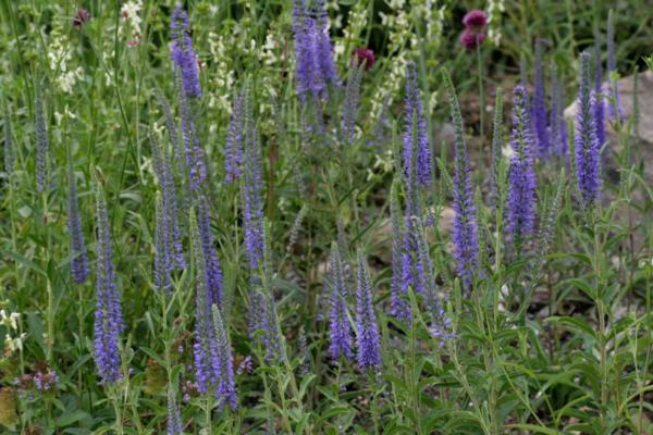 veronica spicata