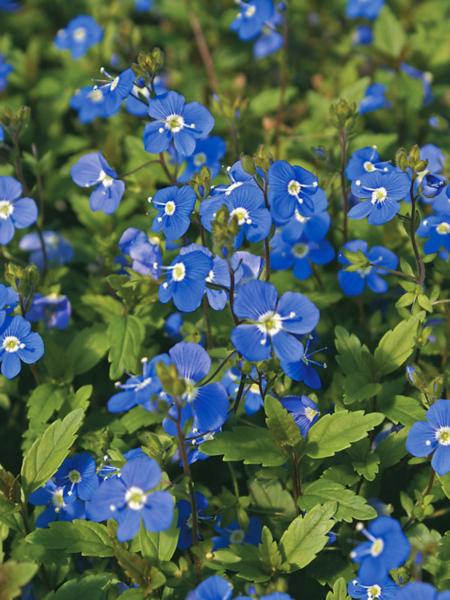 veronica umbrosa georgia blue