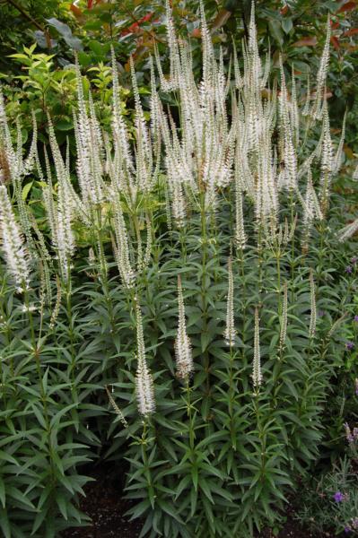 veronicastrum virginicum