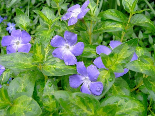 vinca major reticulata