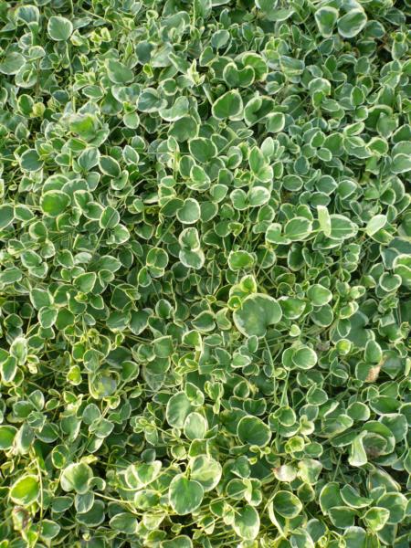 vinca major variegata