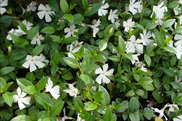 vinca minor alba