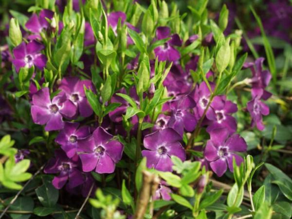 vinca minor atropurpurea