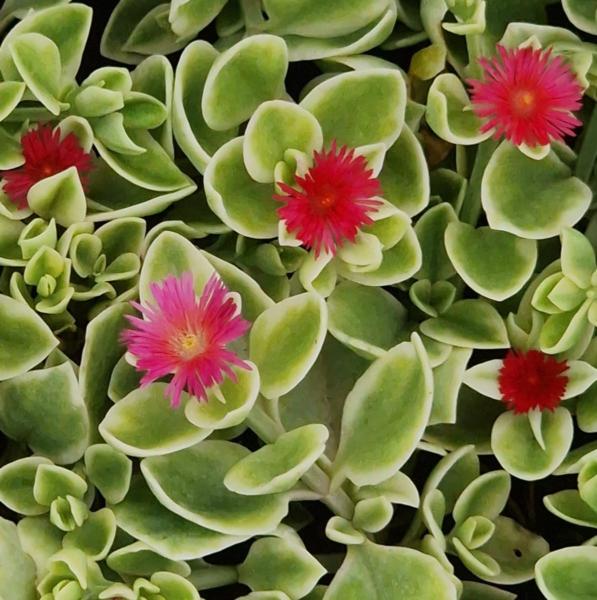 aptenia cordifolia variegata