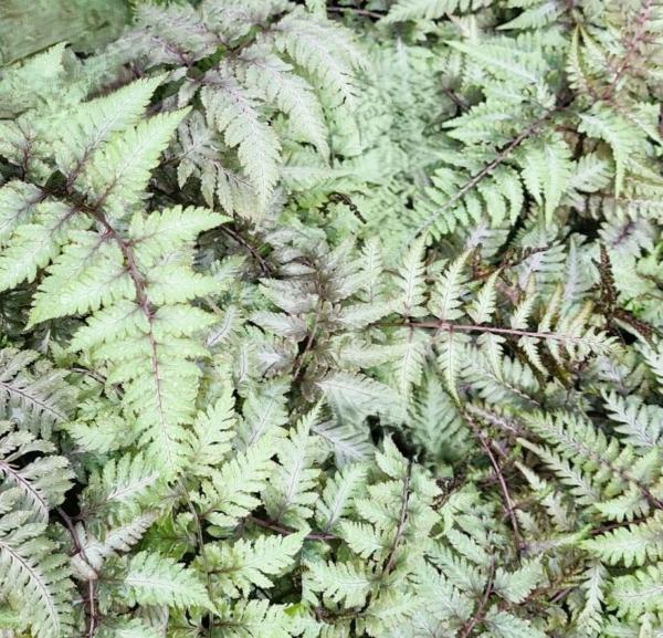 athyrium niponicum metallicum