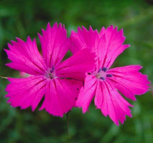 dianthus carthusianorum