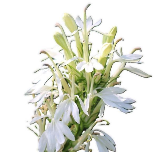 lobelia cardinalis albiflora