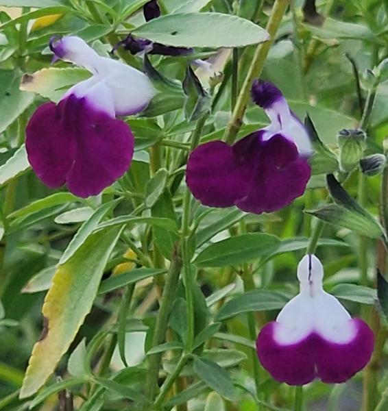 salvia greggii amethyst lips